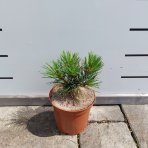 Borovica limbová (Pinus cembra) - výška 20-30 cm, kont. C2L